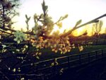 Cherry Blossom