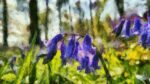 Bluebells Monet Style