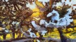 Cherry Blossom Van Gogh Style