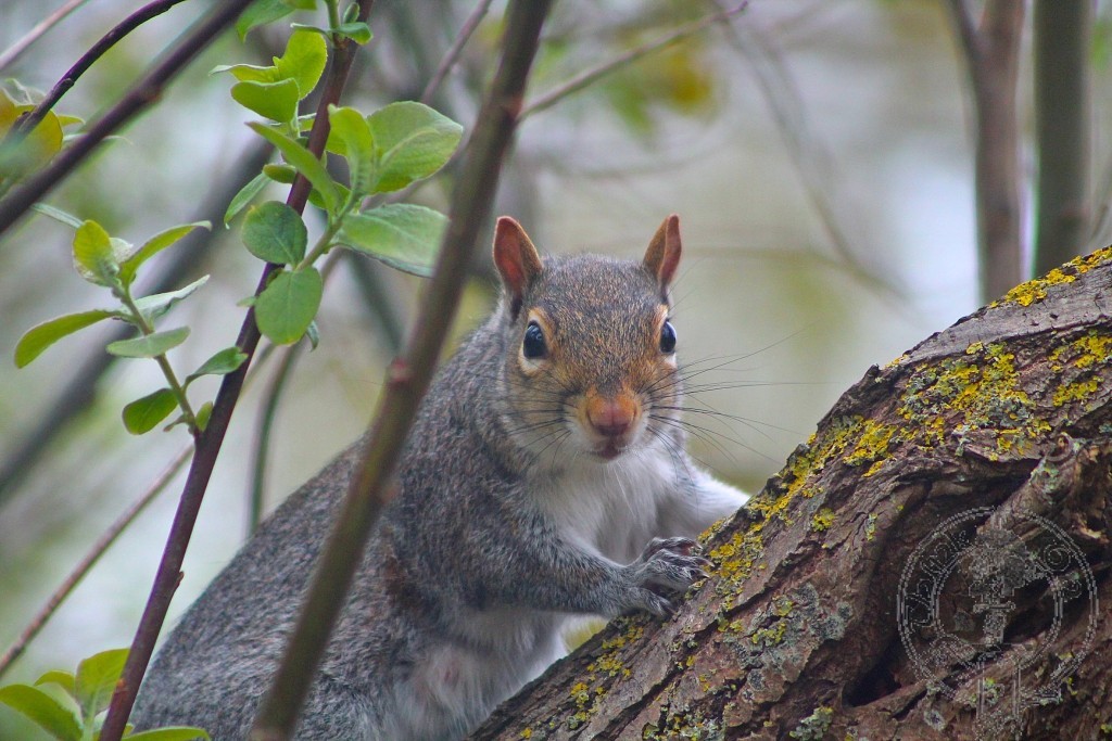 Squirrel in the garden