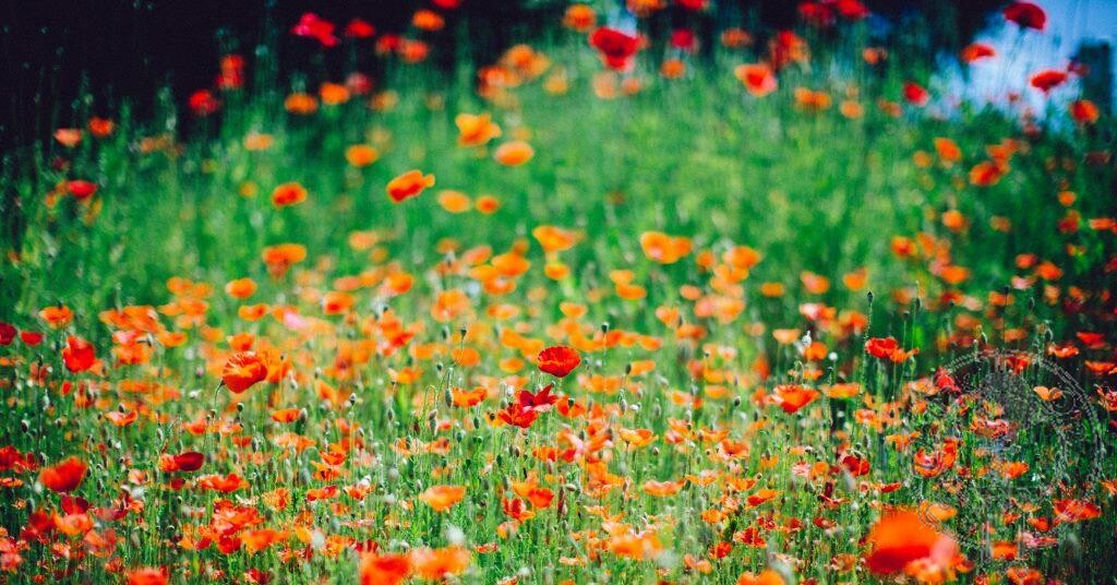 Poppies - By Dylan Nolte on Unsplash. Lest we forget